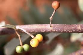 Image result for Grewia flava