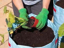 It can be avoided in containers by moving the container to get maximum airflow, planting one zucchini per container, and watering directly to the potting mix. Zucchini 101 Planting And Growing This Super Squash Growing Zucchini Zucchini Plants Growing Fruit