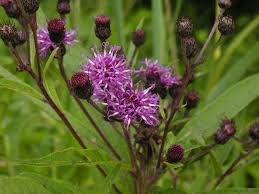 Image result for Vernonia natalensis