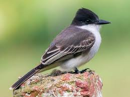 Image result for Philenoptera bussei