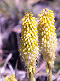 Image result for Uvaria schweinfurthii