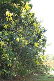 Image result for Cassia angolensis