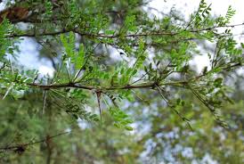 Image result for Acacia exuvialis