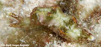 Image result for Isoglossa punctata