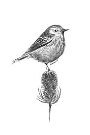 Sketch Birds Flying In The Sky Drawing Bird Beautiful Birds Cute Blackandwhite Inspiration Fly Art Artist Brush Art Pendrawing Illustration Birds Feather Na Birds Flying Little Bird Art