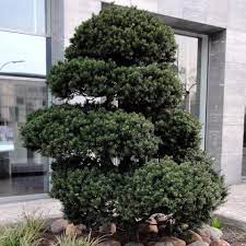 Tai dvinamis, visžalis, lėtai augantis, tvirtos medienos augalas. Taxus Baccata