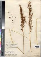 Image result for Sorghastrum stipoides