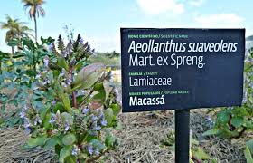 Image result for Aeollanthus suaveolens