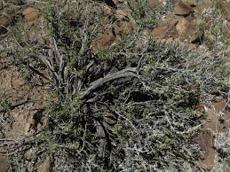 Image result for Aizoon schellenbergii