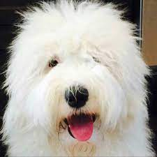 Beautiful Old English Sheepdog Like A Stuffed Animal Come To Life English Dogs English Sheepdog Old English Sheepdog