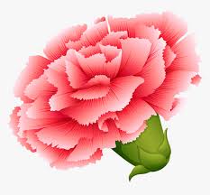 What made howling wolf's drawings different from other ledger artists? Vector Transparent Download Carnation Vector Drawing Of Different Types Of Flowers Hd Png Download Transparent Png Image Pngitem