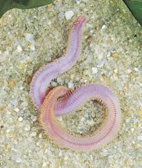 Bloodworm Annelid Annelid Annelids Worms