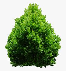 Plant Texture Png Bushes Png For Photoshop Transparent Png Transparent Png Image Pngitem Find indoor plants at wayfair. plant texture png bushes png for
