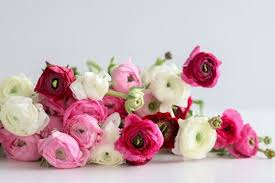 15, 2016 all you need to know to buy a bouquet that will last all week. 7 Gorgeous Long Lasting Flowers The Best Long Lasting Cut Flowers