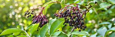 Huge sale on elderberry bush now on. How To Grow And Care For Elder Fruit Lovethegarden