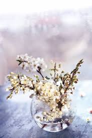 Visualizza altre idee su fiori bianchi, fiori, composizioni floreali. Rami Fioriti Con Delicati Fiori Bianchi Di Ciliegia E Albicocca In Un Vaso Di Vetro Vicino