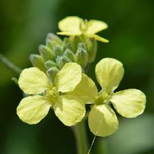 Image result for Erucastrum arabicum