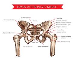 Image result for Hip Apophysitis