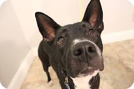 More $ for pet toys! Edina Mn Basenji Mix Meet Kay D140237 A Dog For Adoption Dog Adoption Dogs Rescue Dogs
