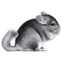 Our pet chinchillas are screened for personality and health like all our animals.pet quality chinchillas will not be sent home with pedigrees. Chinchillas For Sale Chinchilla Lanigera Petco