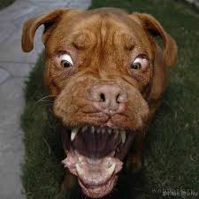 Check spelling or type a new query. Funny Dog Faces Funny Animal Faces Funny Dog Faces Dog Face