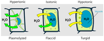 The state of plant cell vacuoles indicates whether you need to water your garden a cell in which the vacuole contains all the water it needs is said to be animal cell vacuoles are fundamentally different than the larger central vacuoles of plants. How Do You Identify Vacuole From A Microscopic Image Of Plant Cells Socratic