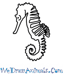 The library and internet have lots of great images of seahorses. How To Draw A Seahorse