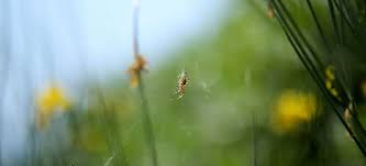 In this pest strategies product review you can expect to learn most pest control professionals have at least one or two boxes of these in their service trucks. What Do Spiders Eat How Effective Are Spiders In Pest Control