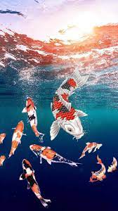 Mar 14, 2022 · meanwhile, koi fish symbolize good fortune and perseverance through adversity. Iphone Koi Fish Wallpaper Ixpap