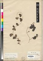 Image result for Cissampelos torulosa