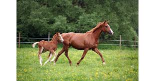 Image result for Rhodococcus equi