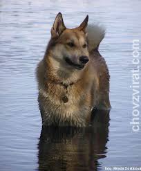 Image result for západosibiřská lajka