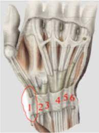 Tendovaginitis De Quervain Orthoteam Rheinmain