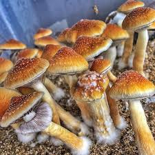 The golden teacher magic mushroom strain is a psilocybe cubensis, a species of psychedelic mushroom whose main active elements are psilocybin and psilocin. Golden Teacher Mushrooms Golden Teacher Microdose