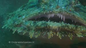 Het verschil is in de winkel alleen te zien aan het buikvlies: Zeeduivel Bijt Naar Vis Youtube