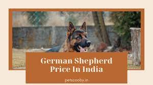 The following is a list of notable deaths in june 2013. German Shepherd Price In India 2021 Monthly Expenses Pet Scooby