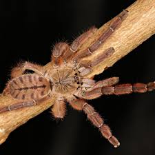 Image result for Megaloprotachne