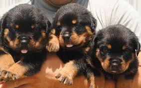 Earn points & unlock badgeslearning, sharing & helping adopt. Purebred German Rottweiler Puppies For Sale Zoe Fans Blog Rottweiler Puppies For Sale German Rottweiler Puppies Rottweiler Puppies