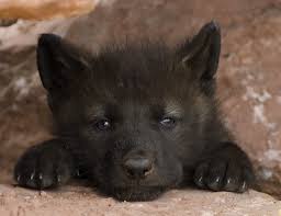 Image result for wolf cub
