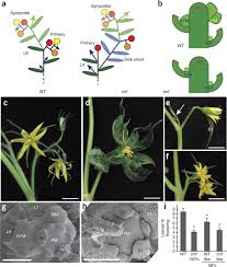 Flowers that start with g pictures. Synchronization Of The Flowering Transition By The Tomato Terminating Flower Gene Nature Genetics