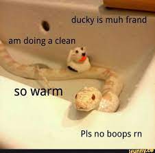 Pls No Boops Rn Ifunny Funny Wild Animals Cute Reptiles Cute Snake