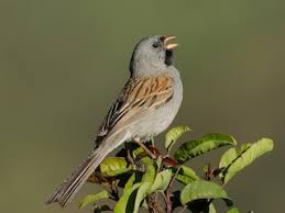 Image result for Spragueanella