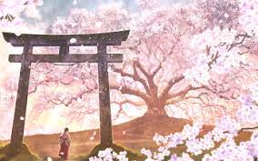 Cherry blossoms, also known as sakura, have a distinctively short lifespan. 362 Cherry Blossom Hd Wallpapers Background Images Wallpaper Abyss
