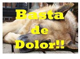 Un Antiinflamatorio Para Perros Muy Efectivo Previcox 227 Perros Dolor