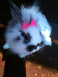 Black And White Spotted Rabbit Breeds Lionhead Rabbit Pet Bunny Cute Baby Bunnies Pet Rabbit Care