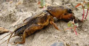How to kill mole crickets in a vegetable garden. Measures To Effectively Combat Medvedkov In The Country Ways To Protect The Garden