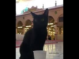 Mescid I Nebevi De Ilginc Manzaralar Peygamber Efendimiz Kedileri Cok Severmis Youtube 2020 Kedi Manzara Youtube
