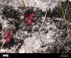 Image result for Drosera burkeana