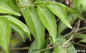 Image result for Ventilago