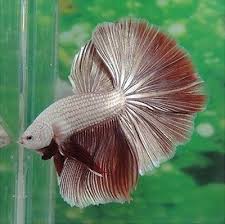 Rose tail betta fish விலை என்ன ? Rose Gold Halfmoon Dragon Betta Male Imported Betta Fish Betta Siamese Fighting Fish